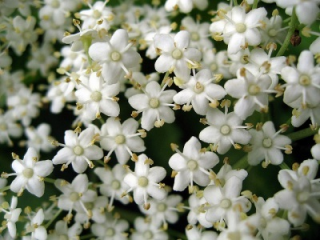 Sirop de fleurs de sureau